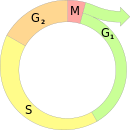 Cell cycle diagram.svg