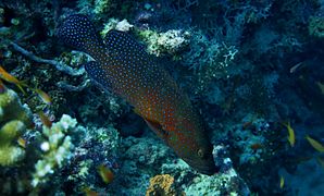 Coral grouper (Cephalopholis miniata)