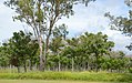 English: Trees near the rest area at Ceratodus, Queensland