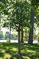 wikimedia_commons=File:Cerisier à fleurs dans le parc Napoléon-III (Vichy) 2023-06-24.JPG