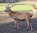 Red Deer (Cervus elaphus) Rothirsch