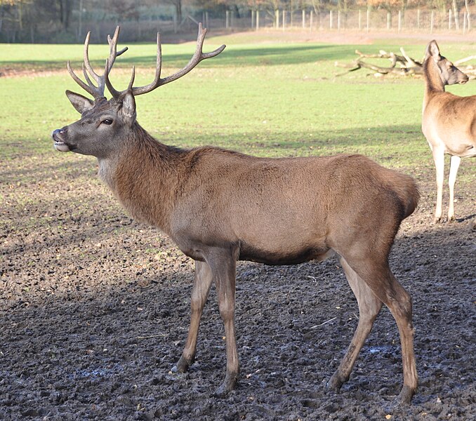 File:Cervus elaphus qtl1.jpg