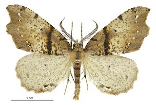 <i>Chalastra pellurgata</i> Species of moth, endemic to New Zealand