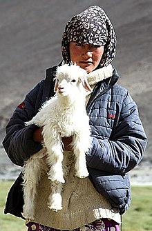 Changpa Nomadenmädchen mit Tierbaby in Ladakh, 2013 (beschnitten).jpg