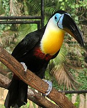 R. v. vitellinus in captivity Channel-billed toucan t t.jpg