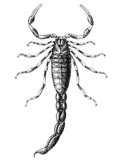 <i>Charmus laneaus</i> Species of scorpion