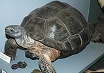 Miniatuur voor Galapagosreuzenschildpad