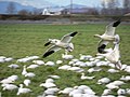 Wintering snow geese on Fir Island, Washington