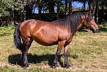 Cheval du Vercors de Barraquand Wikicamp2021 - 03.jpg