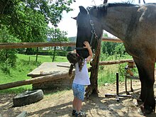 Petite fille touchant le bas de la tête d'un grand cheval en s'appuyant sur lui.