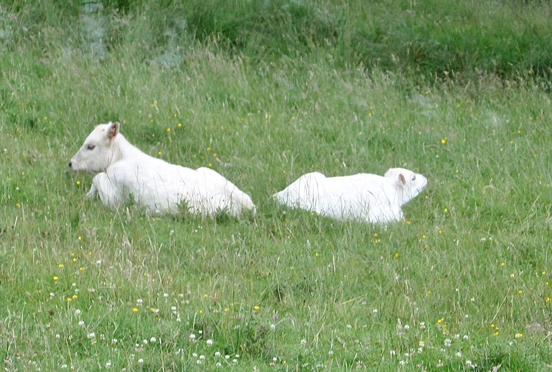 File:Chillingham Wild Cattle calves near the hemmel.jpg