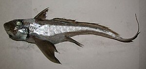 Chimaera monstrosa Sardaigne.jpg