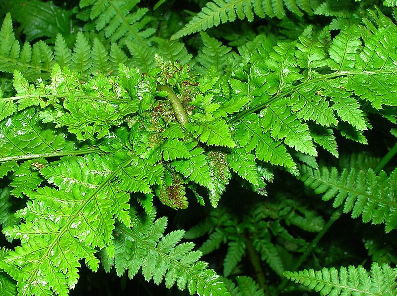 File:Chirosia betuleti, forming a Knotting gall on Dryopteris dilatata.jpg