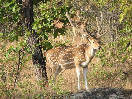 A chital in the park
