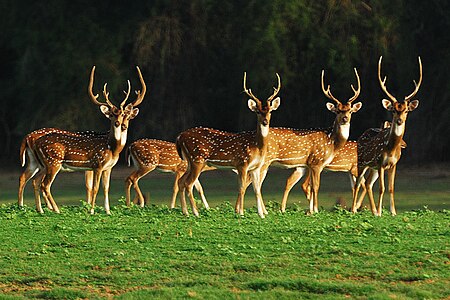 ไฟล์:Chital_in_Telangana.jpg