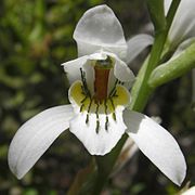 Chloraea longipetala