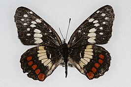 Chlosyne eumeda