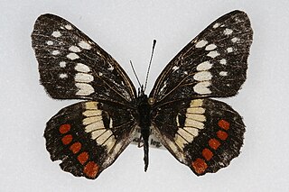 <i>Chlosyne marina</i> Species of butterfly