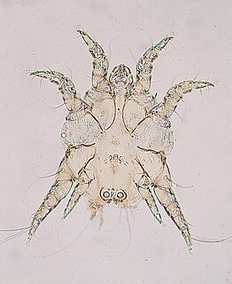 Psoroptidae Family of mites