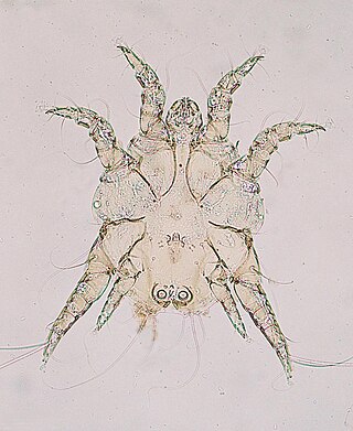 <span class="mw-page-title-main">Psoroptidae</span> Family of mites