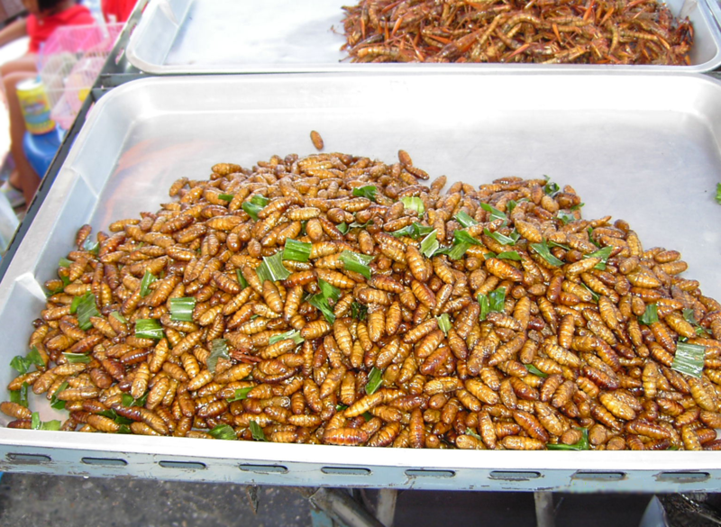 File:Chrysalis on plate.png