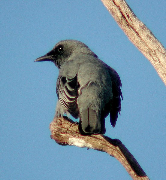 File:Cicadabird male Kobble.jpg