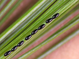 Eggs of Cinara strobi on pine needles Cinara strobi eggs.jpg