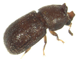 Cis bilamellatus