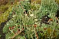 Cladonia fimbriata