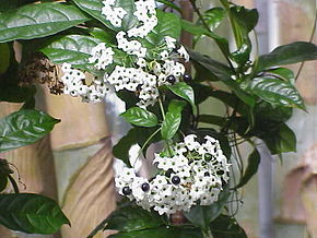 Descrizione dell'immagine Clerodendron_formicarum0.jpg.