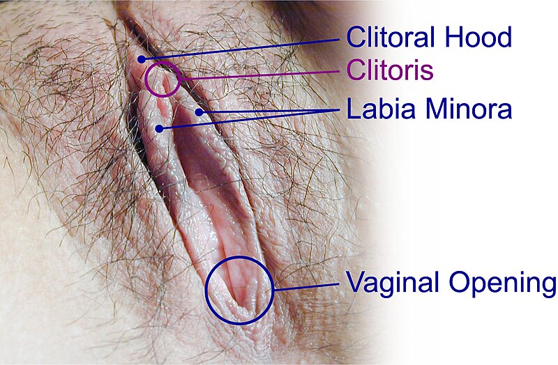 File:Clitoris-Vivero-Becker-purp-temp.jpg