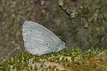 Postavení v blízkosti křídla Basking Celastrina gigas (Hemming, 1928) - stříbřitý hedvábný modrý WLB DSC 8891.jpg