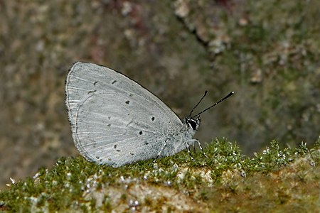 Ventral view