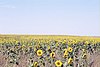 Sunflower field, west-central Cloud County, Kansas. October 07, 2009, 4:16 PM, no flash.
