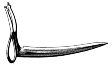 A single-edged spur (tari) used in Philippine cockfighting (c.1879) Cock-spur used in the Philippine Islands for fighting cocks.png