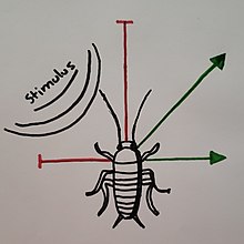 The above diagram is a simplified version showing that a cockroach will not venture towards a dangerous stimulus. Due to the escape reflex, the cockroach will take an alternative route once it has sensed the stimulus. Cockroach escape reflex.jpg