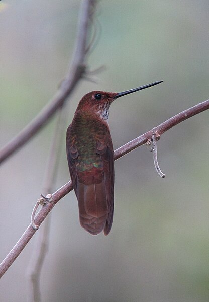 File:Coeligena coeligena Inca bronceado Bronzy Inca (26447851465).jpg