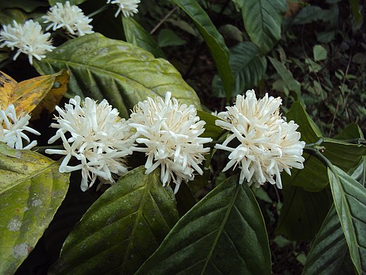 Bloemen van C. canephora