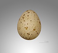 Callipepla californica (California Quail), egg