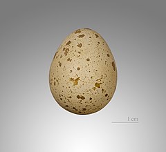 Colin de Californie MHNT.jpg