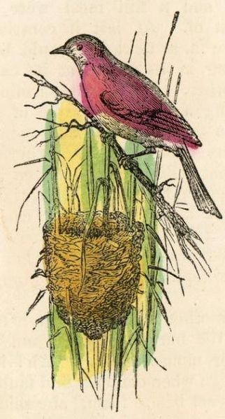 File:Colorized Bird Nest Drawing.jpg - Wikimedia Commons