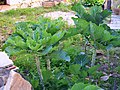 Miniatura para Brassica oleracea var. viridis