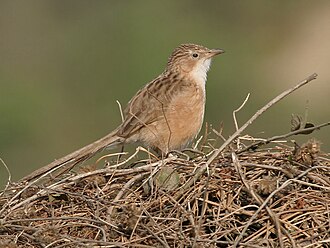 T. c. caudata (Haryana, India) Common Babbler (Turdoides caudatus) in Hodal, Haryana W IMG 6245.jpg