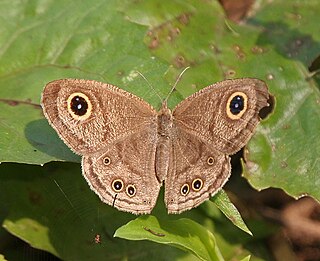 <i>Ypthima</i> Genus of brush-footed butterflies