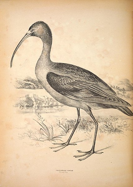 File:Companion to Gould's Handbook; or, Synopsis of the birds of Australia (Plate 70) (6797553462).jpg