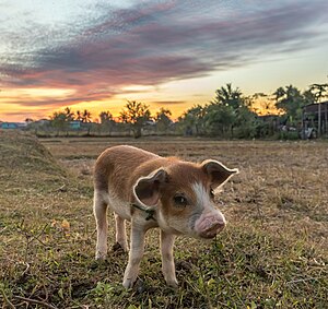 Porc: Dénominations, Caractéristiques, Comportement