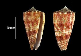 Conus marielae