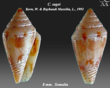 Conus sagei 1.jpg