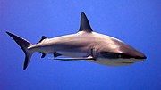 Miniatura para Carcharhinus amblyrhynchoides