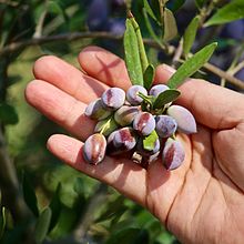 An olive grower shows Koroneiki olives ripe for harvest.